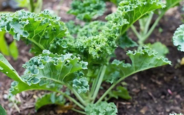 Loại rau được báo Úc đánh giá tốt nhất mọi thời đại, chợ Việt Nam bán rất rẻ