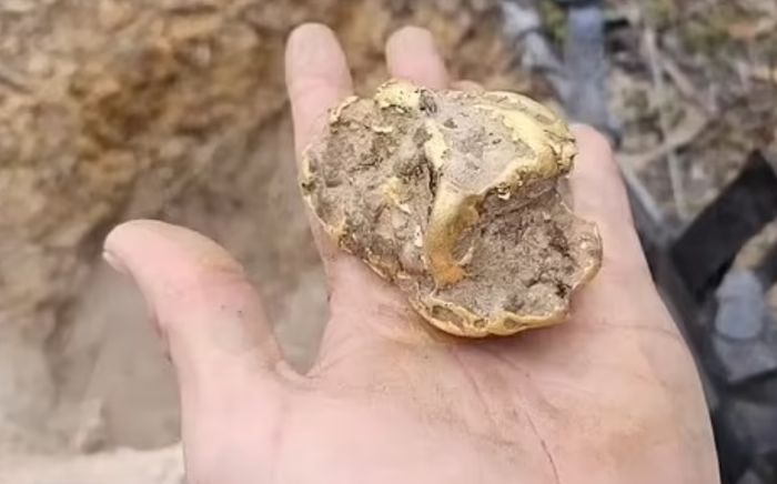 Đào sâu dưới gốc cây mục, người đàn ông phát hiện kho báu hơn 2 tỷ đồng