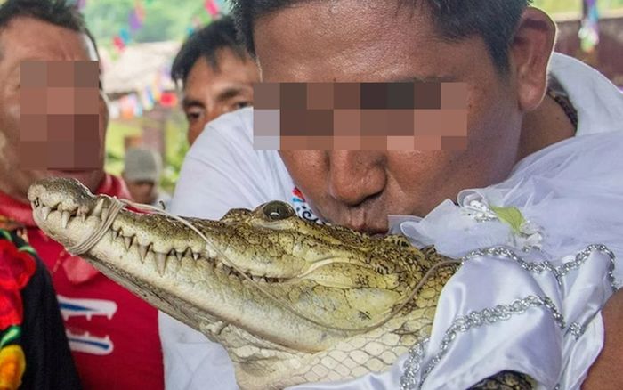 Trưởng làng lấy con cá sấu làm vợ, cho mặc đồ cô dâu trong ngày cưới
