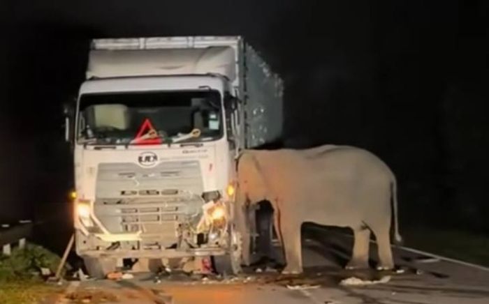 Voi con bị xe tải tông chết, voi mẹ có hành động khiến nhiều người rơi nước mắt