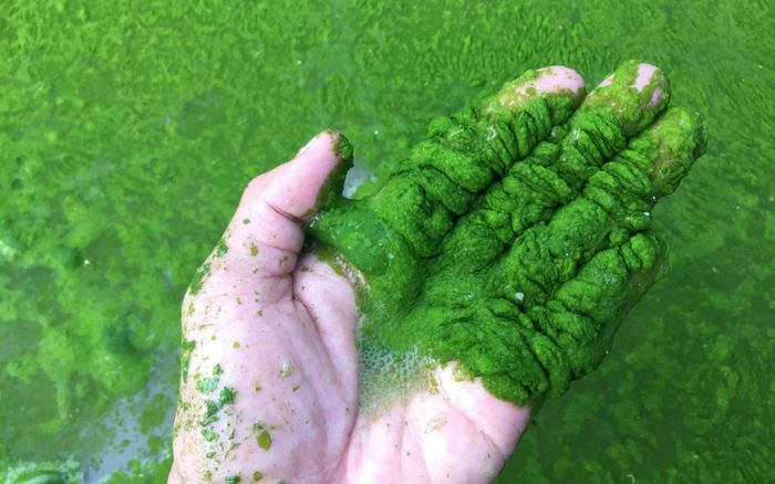 Nhiều doanh nghiệp đánh bắt hải sản tê liệt vì cuộc khủng hoảng tảo độc