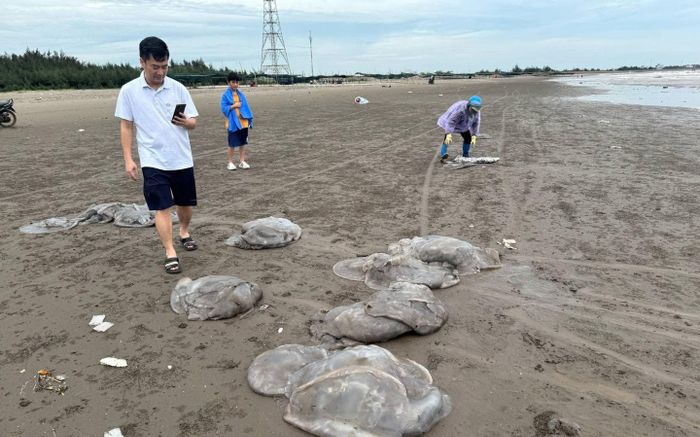 Hàng trăm tấn sứa biển dạt vào bờ, người dân Nam Định hồ hởi nhặt 'lộc trời'