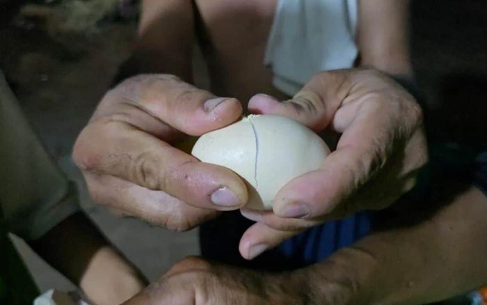 Nhiều người xôn xao vì nghi ngờ mua phải trứng gà giả, khi luộc lên có màu sắc và mùi lạ