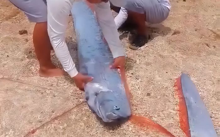 Xôn xao đoạn clip cá mái chèo trôi dạt vào bờ vịnh Vĩnh Hy