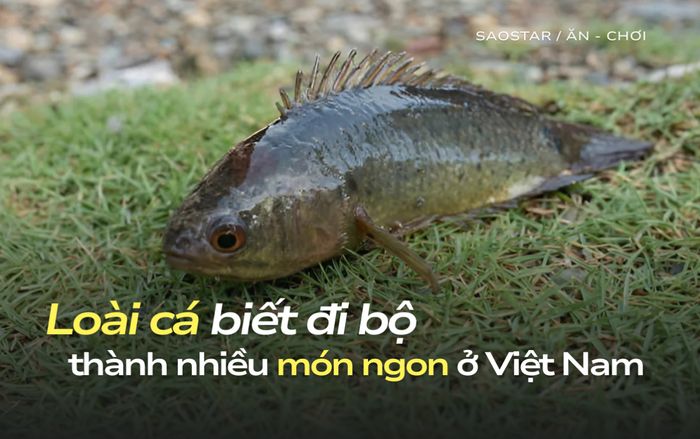 Độc lạ loài cá biết đi bộ có nhiều ở Việt Nam, được nấu thành món ngon hấp dẫn