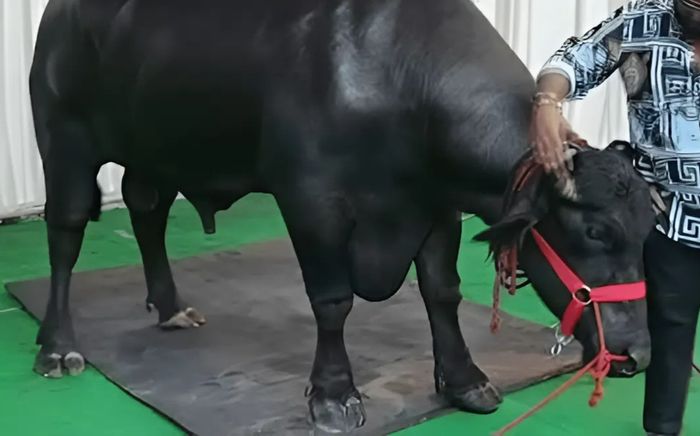 Con trâu đặc biệt được trả giá 106 tỷ đồng nhưng người chủ không bán