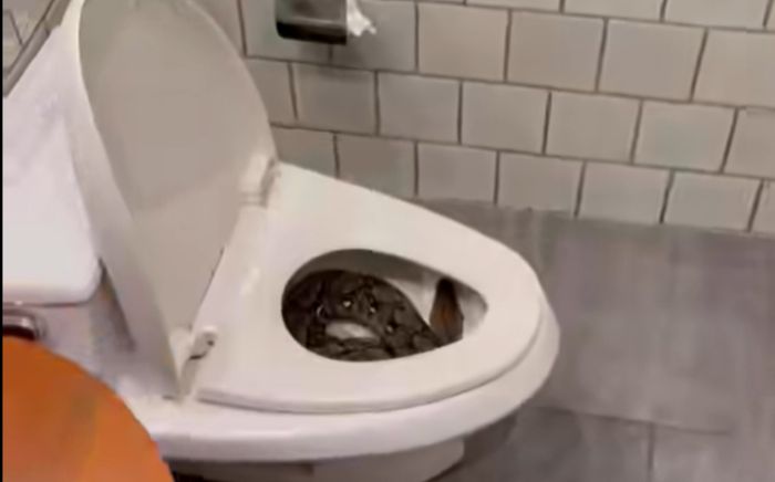 Đi vệ sinh lúc 3 giờ sáng, người đàn ông kinh hoàng trước cảnh tượng trong bồn cầu