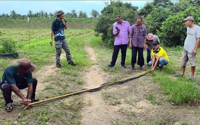 Dân làng vây bắt con rắn hổ mang chúa khổng lồ, dài gần 5 mét