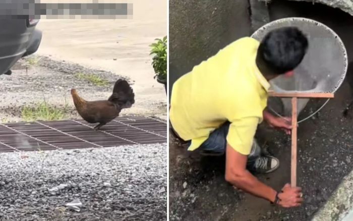 Ba người đàn ông mang máy xúc giải cứu đàn gà con mắc kẹt trong cống