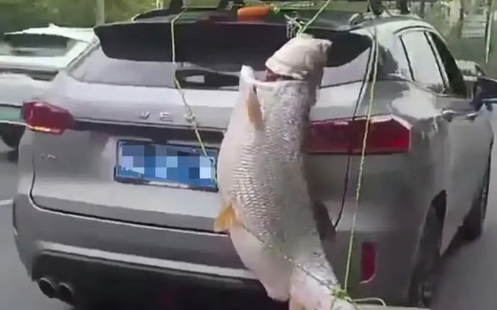 Khoe cá khổng lồ 40kg sau xe ô tô, người đàn ông nhận cái kết không ngờ