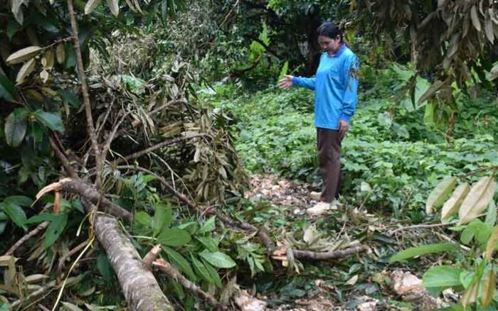 Vườn cây ăn quả bị tàn phá sau một đêm, dân làng bất lực khi biết danh tính thủ phạm