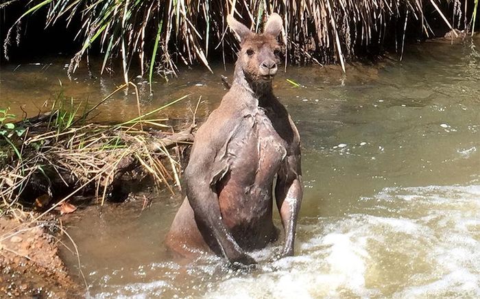 Người đàn ông bị con chuột túi tấn công, dìm xuống dòng nước lũ