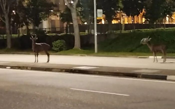 Loài động vật hoang dã lang thang trên đường phố lúc rạng sáng, tài xế 'đứng hình'