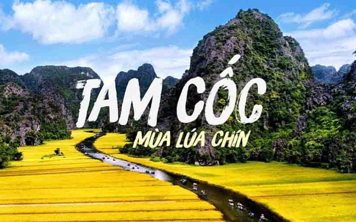 Cánh đồng lúa đẹp nhất Việt Nam tại Tam Cốc