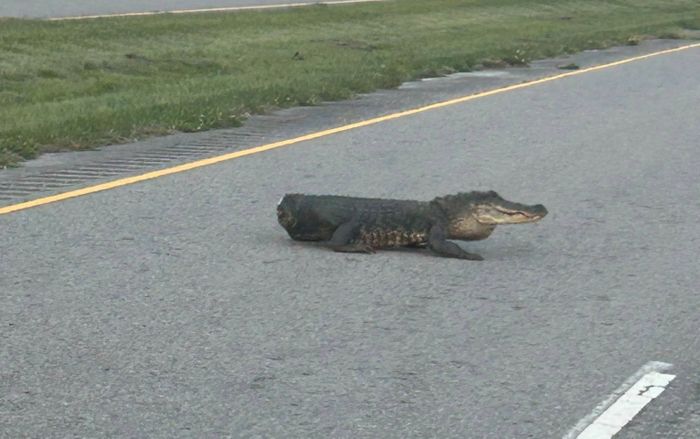 Người dân ngạc nhiên vì con cá sấu không có đuôi băng qua đường