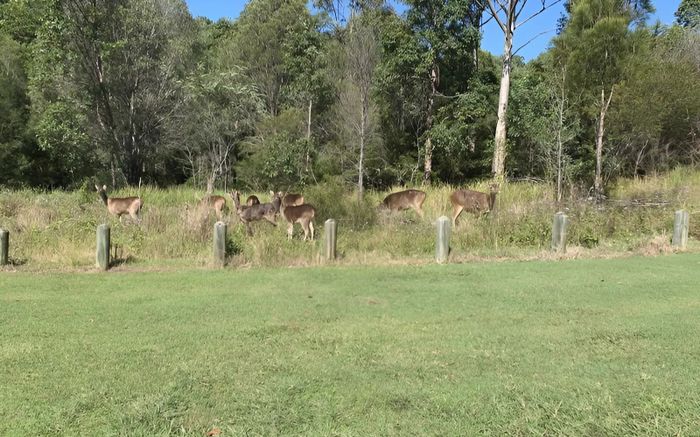 Kêu gọi tiêu diệt một loài động vật để đảm bảo an toàn cho người dân