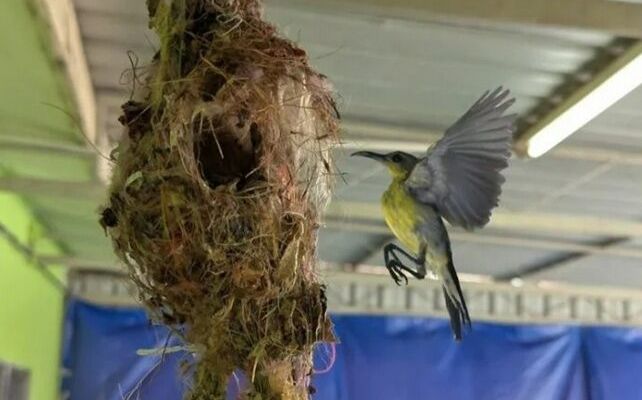 Con chim làm tổ trong nhà, chủ nhà sửng sốt khi phát hiện có vàng bên trong