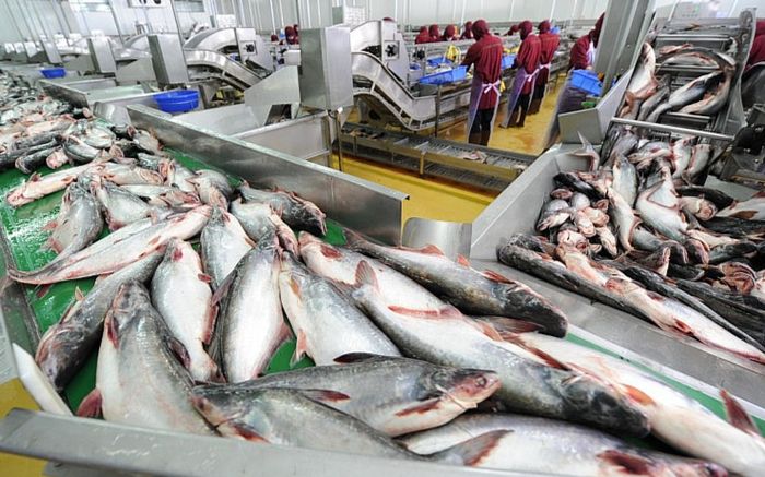 Mỹ bỏ 69 triệu đô thu mua 1 loại cá từ Việt Nam, hóa ra bán nhiều ở chợ lại rẻ