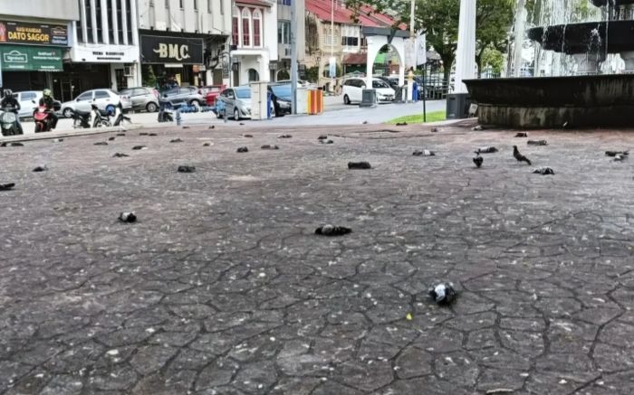 Hàng trăm con chim bồ câu chết rơi xuống đường, người dân lo lắng