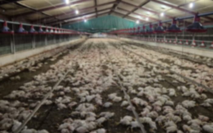 Tiêu hủy 350 nghìn con gà sau khi chúng ăn thịt lẫn nhau