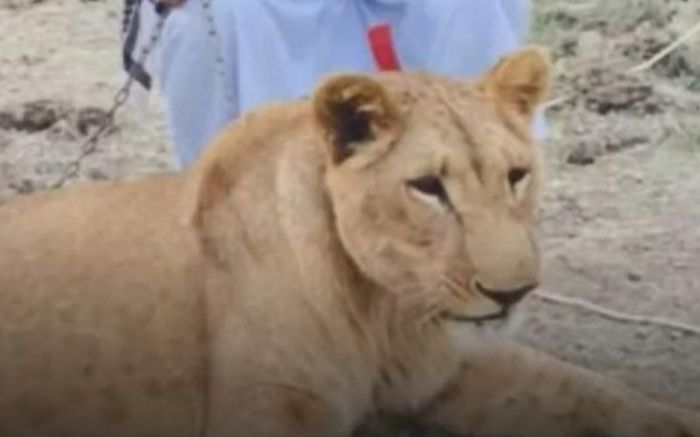 Người đàn ông bị sư tử nuôi tấn công tử vong