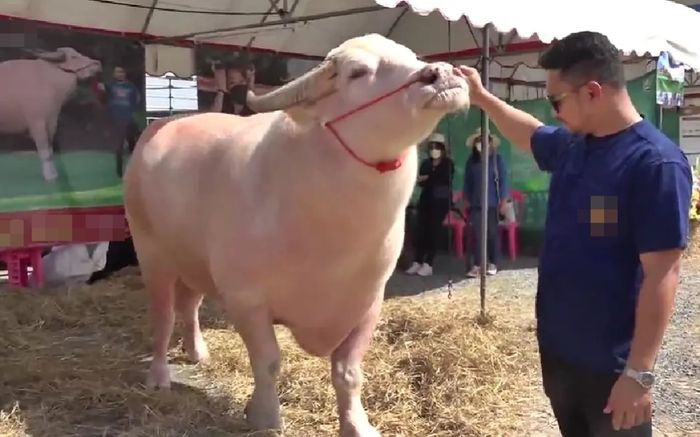 Con trâu bạch tạng nặng 1500 ký, được trả giá gần 4 tỷ đồng nhưng chủ không bán