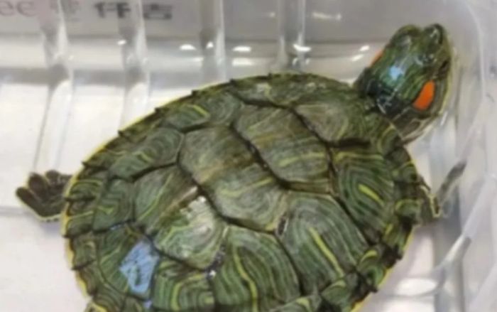 Bé trai thiệt mạng vì bị con rùa rơi trúng đầu