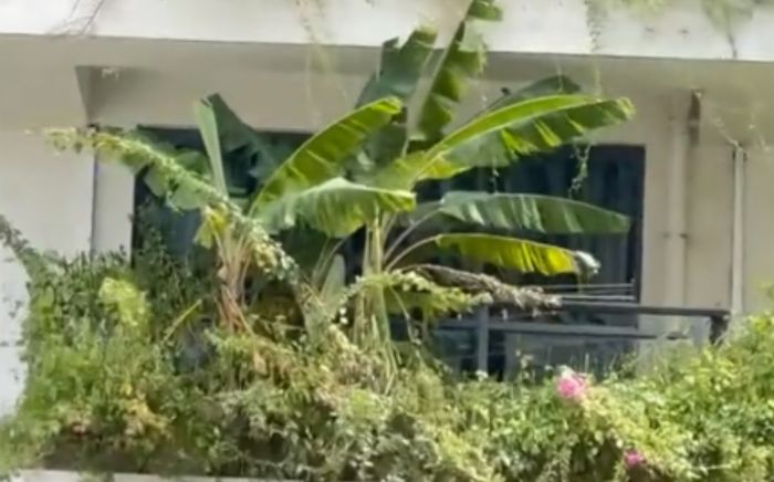 Hai cây chuối mọc xanh tốt trên ban công chung cư khiến mạng xã hội 'dậy sóng'