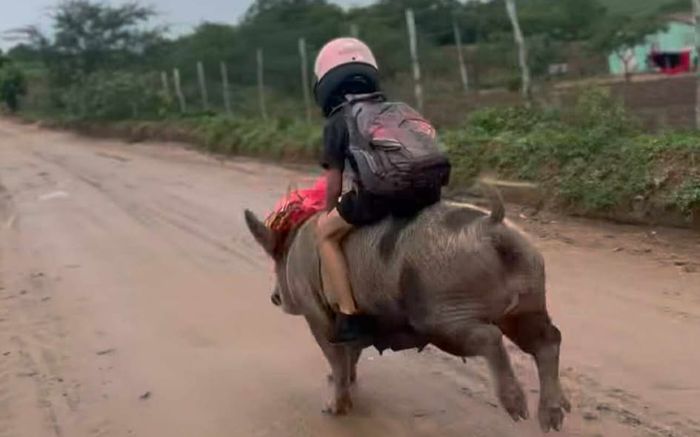 Cậu bé cưỡi lợn đi học mỗi ngày, chỉ mất 1 phút để tới trường