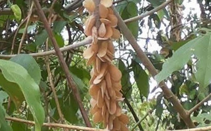 Cành cây bỗng mọc chi chít 'quả lạ', chủ nhà hoang mang khi biết sự thật