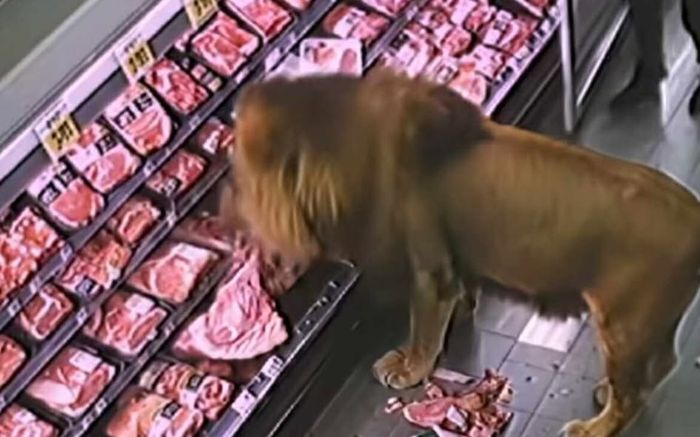 Thực hư đoạn clip sư tử xông vào siêu thị, ăn ngấu nghiến quầy thịt bò