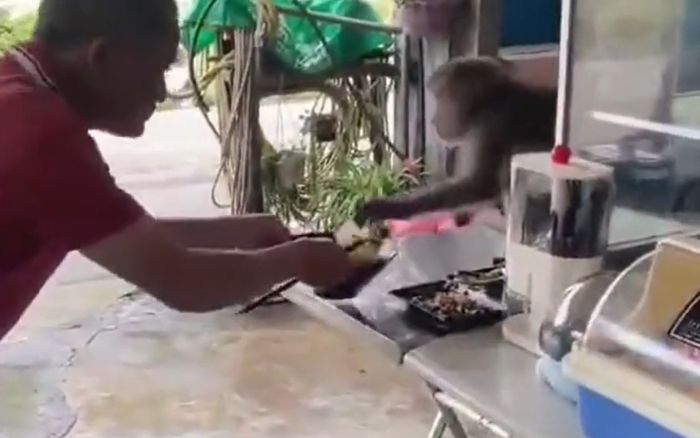 Con vật xông vào quán ăn, 'đấu tay đôi' với khách để giành bát mì