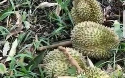 Thành phố xuất hiện 'cơn mưa' sầu riêng, hàng nghìn trái rơi xuống mặt đất