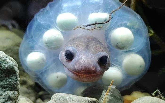 Kỳ lạ sinh vật có 'vòng ngọc trai' quanh cổ, sự thật khiến ai cũng bất ngờ