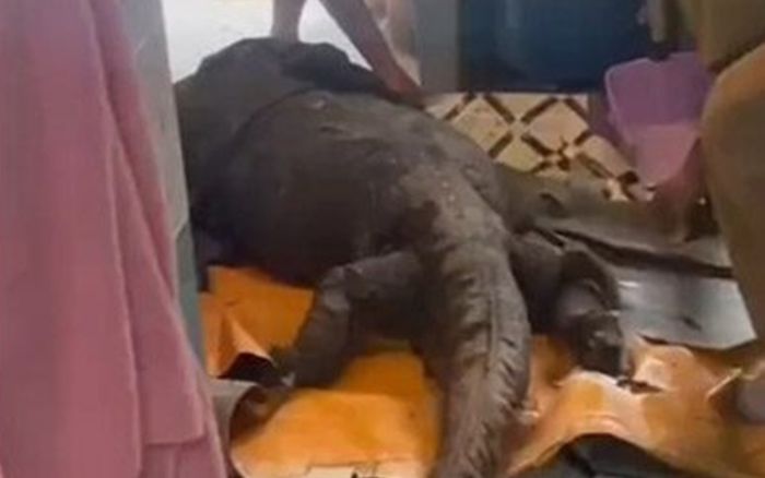 Chủ nhà sửng sốt phát hiện con thằn lằn khổng lồ đang phân hủy dưới sàn nhà