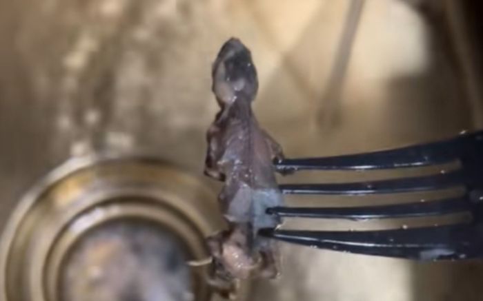 Phát hiện thằn lằn nguyên con trong bánh tiramisu, một gia đình bị ngộ độc