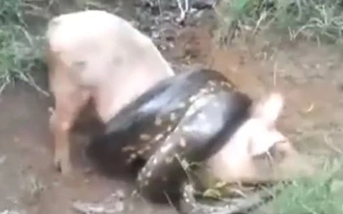 Săn trộm heo trong nhà dân, con trăn khổng lồ nhận cái kết đắng