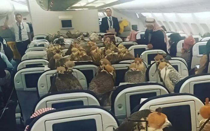 Loài chim có giá gần nửa tỷ đồng, được cấp hộ chiếu ngồi khoang hạng nhất trên máy bay