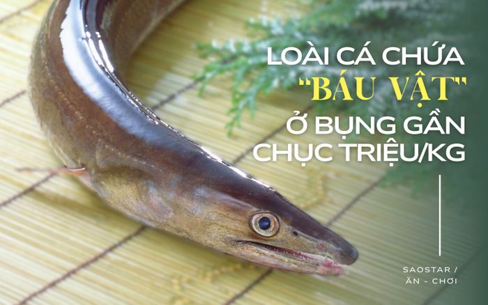 Loài cá chứa 'báu vật' ở bụng giá gần chục triệu/kg, xưa để tiến vua