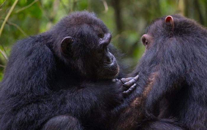 Loài động vật biết bôi thuốc, giúp đỡ đồng loại bị thương như con người