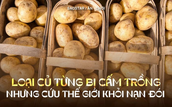Một loại củ từng bị cấm trồng nhưng cứu cả thế giới khỏi nạn đói, ở Việt Nam bán rất rẻ