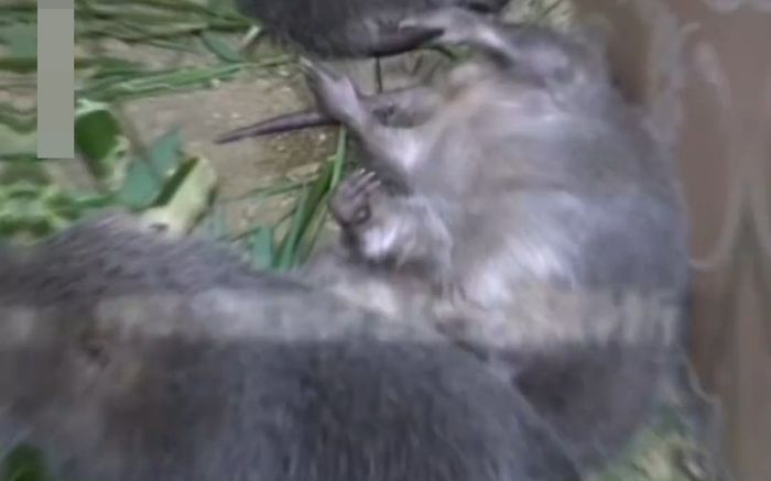 Cặp vợ chồng ăn sáng bằng thịt chuột bắt trong vườn, ít ngày sau nhiễm bệnh nguy hiểm