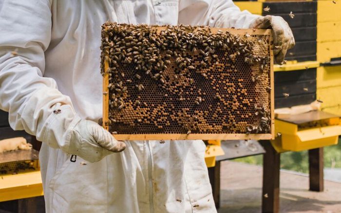 Bị bắt thổi nồng độ cồn, nam tài xế thả tổ ong tấn công cảnh sát