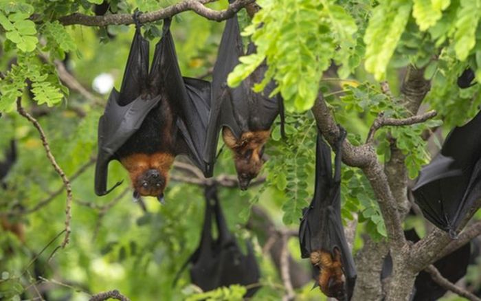 Phát hiện 20 virus dơi mới tại Trung Quốc, nguy cơ bùng phát đại dịch