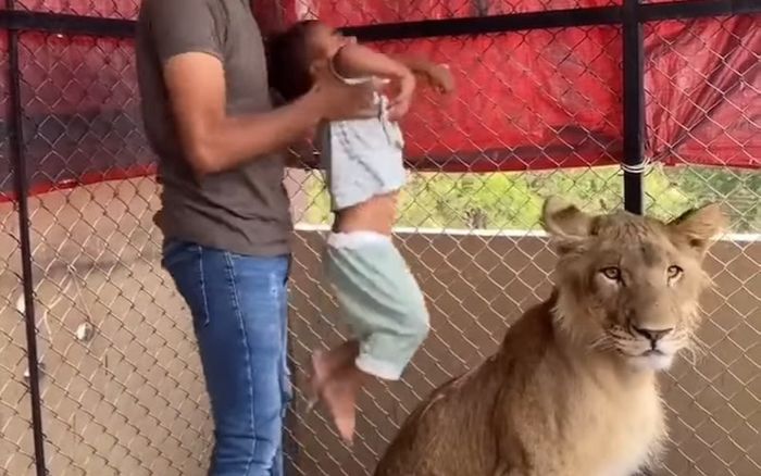 Phẫn nộ người cha thả con trai nhỏ vào chuồng sư tử để chụp ảnh
