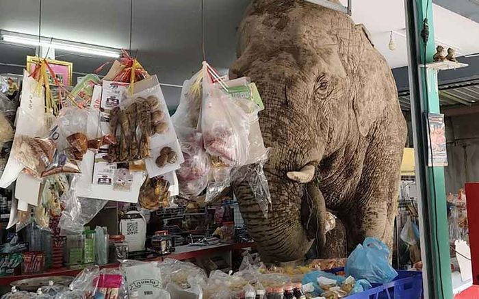 Con voi khổng lồ xông vào tạp hóa khiến người dân náo loạn