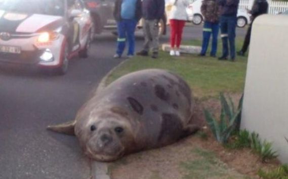 Con hải cẩu khổng lồ nặng 2 tấn xuất hiện giữa đường, người dân vây kín đứng xem