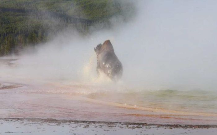 Clip: Con bò trượt chân xuống suối nước nóng, bị luộc chín trước mặt khách du lịch