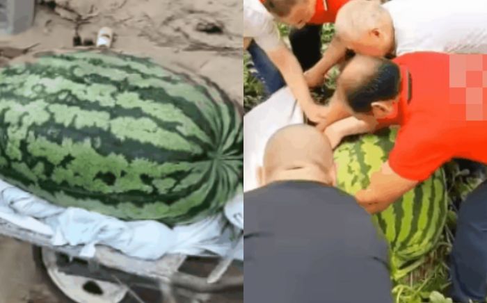 Khó tin quả dưa hấu nặng gần 100kg, phải hơn 5 người mới khiêng nổi