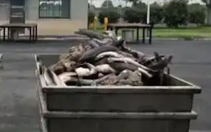 Thả cá trê phóng sanh, người phụ nữ bị phạt hơn 200 triệu đồng